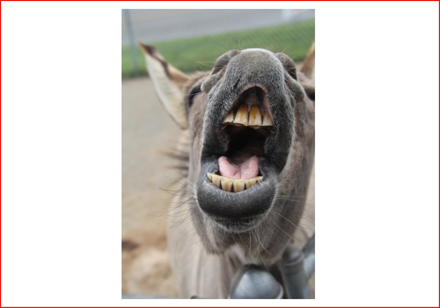 Democrats love their illegal aliens, criminals, deep staters; American citizens, not so much