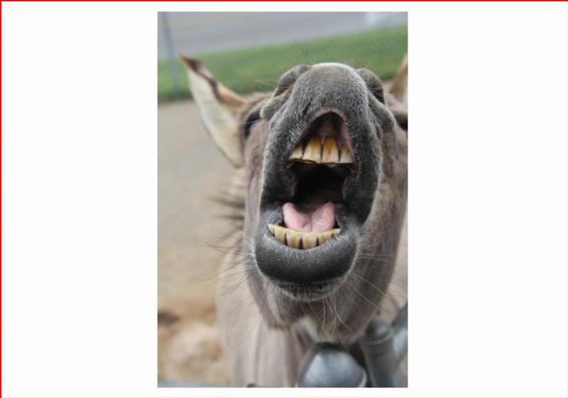 NextImg:Democrats love their illegal aliens, criminals, deep staters; American citizens, not so much