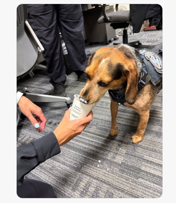 Egyptian thug caught smuggling food at airport thrown out for kicking innocent CBP beagle