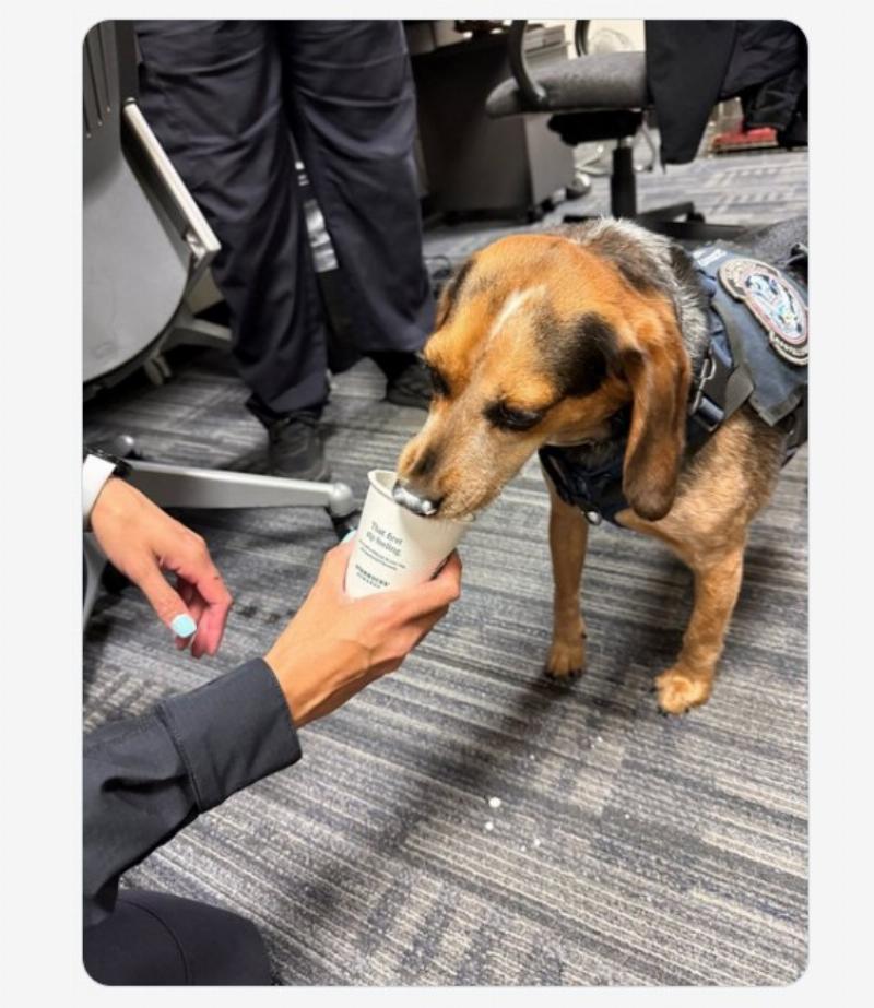 NextImg:Egyptian thug caught smuggling food at airport thrown out for kicking innocent CBP beagle