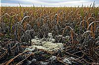 Chinese nationals allegedly bring biological warfare to America’s crops—and the media try to make it about Trump