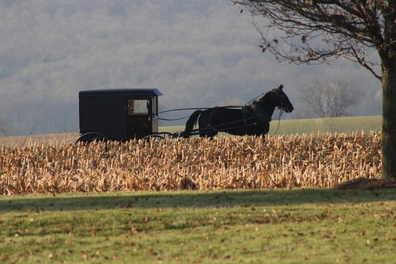 NextImg:Pennsylvania Amish build a dozen homes for hurricane victims in just two days, outpacing Newsom’s promise from almost two years ago