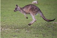 The kangaroos keep coming in Judge Merchan's courtroom