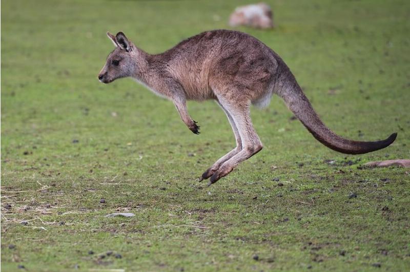 The kangaroos keep coming in Judge Merchan's courtroom