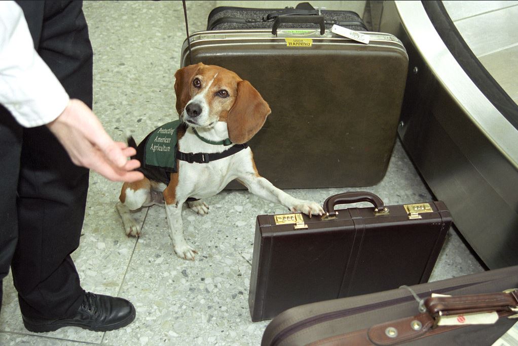 Dogs at the airport: The over-accommodation of society