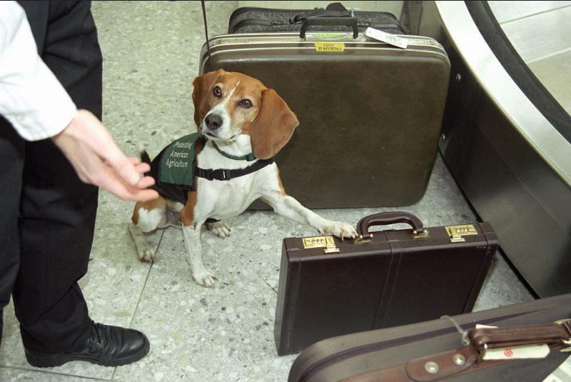 NextImg:Dogs at the airport: The over-accommodation of society