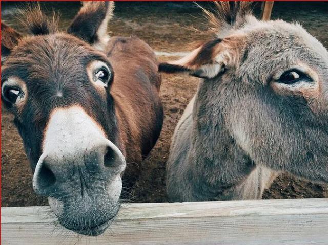 <p><em>Image via <a href="https://www.pexels.com/photo/2-brown-and-grey-donkey-closeup-photography-208821/">Pexels</a>.</em></p>