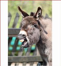 With each passing day, the Democrats are proving they hate America