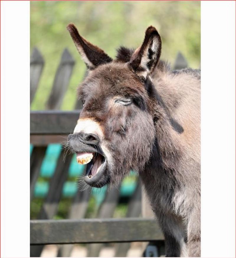 NextImg:With each passing day, the Democrats are proving they hate America