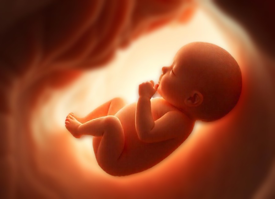 The David that will slay the abortion industry Goliath