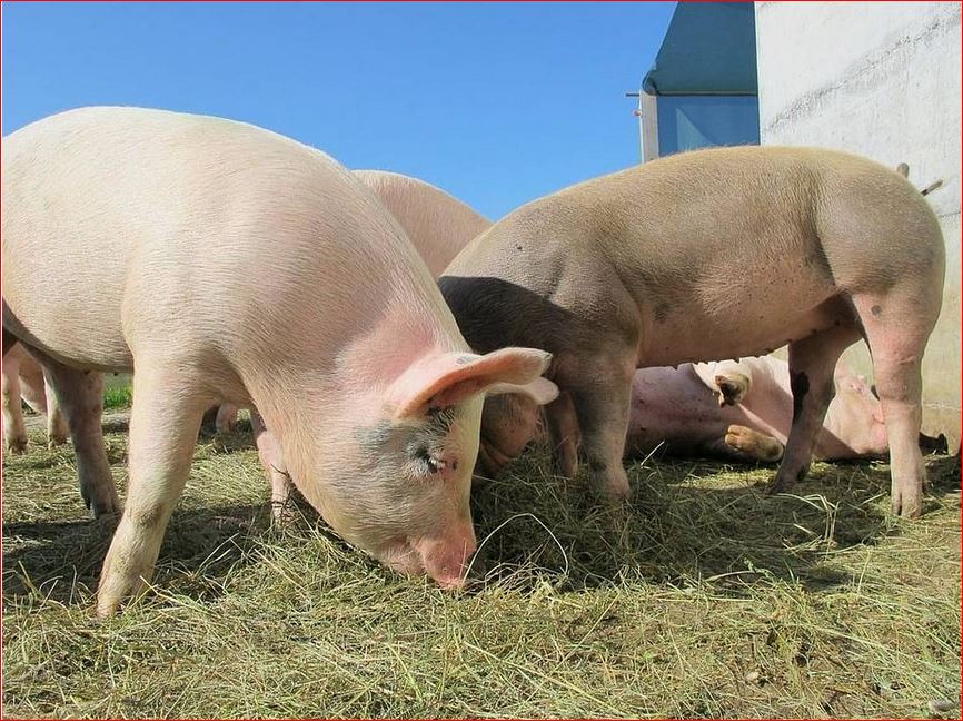 Pigs at the Trough: SoCal food bank accused of using food funds for cars, trips to Vegas, and more