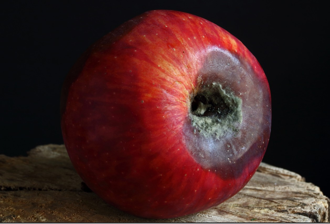 The Big Apple turns rotten