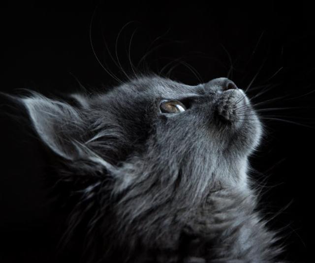 <p><em>Image via <a href="https://www.pexels.com/photo/photo-of-gray-cat-looking-up-against-black-background-730896/">Pexels</a>.</em></p>