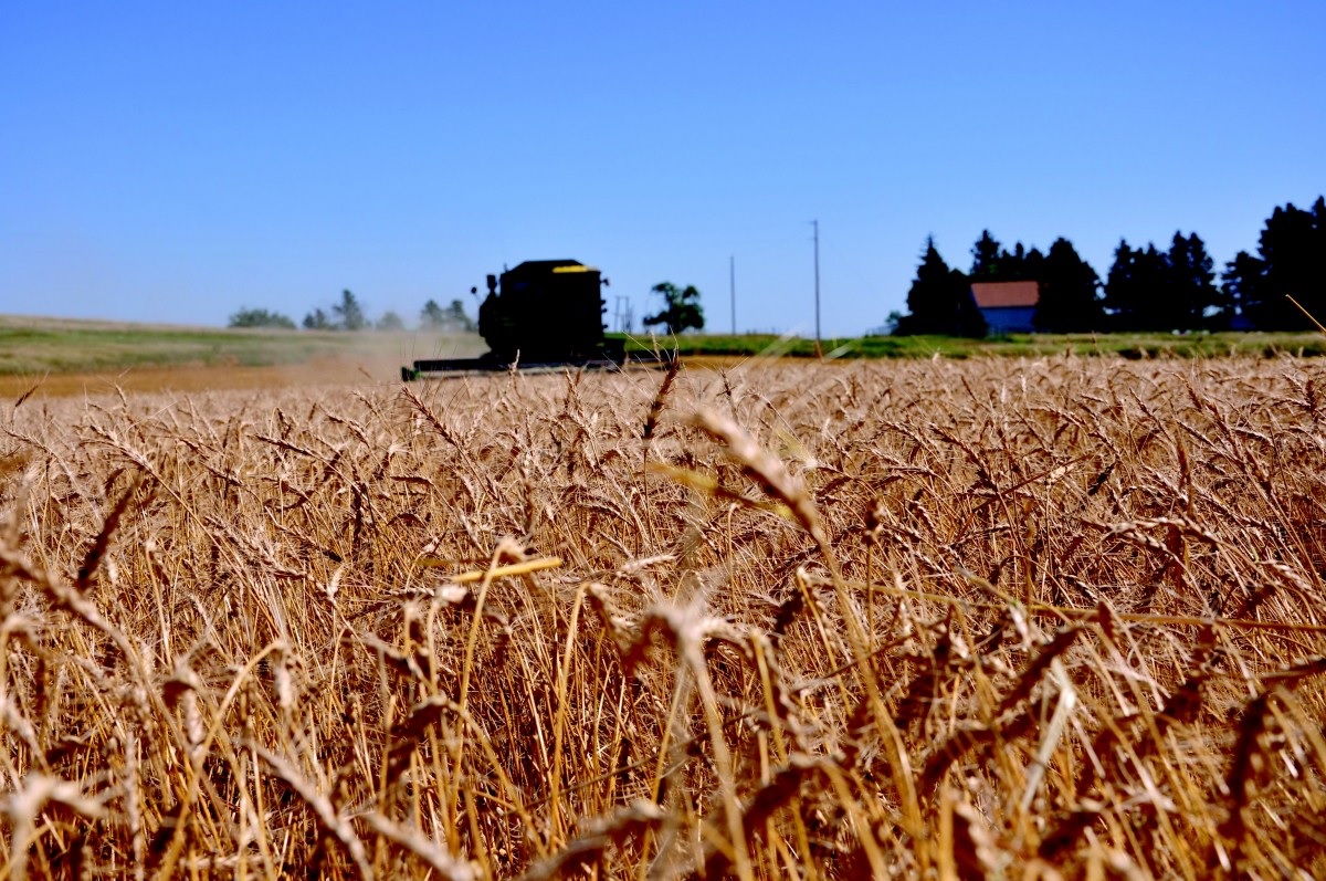 Farming Z