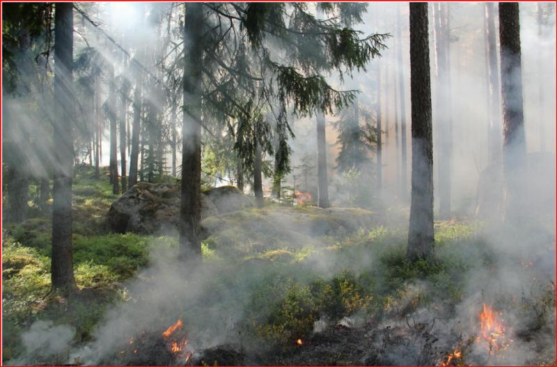 NextImg:Let district rangers manage our forests and wildfires with states and local government