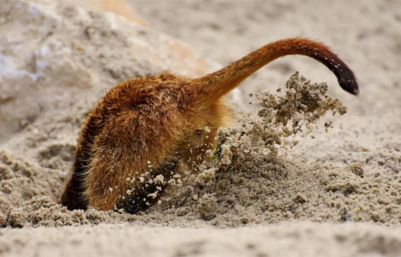 NextImg:Democrats and their digging
