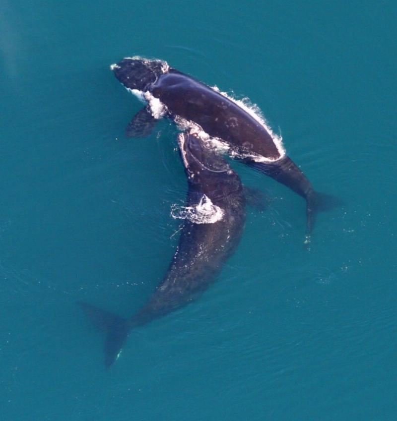 NextImg:Offshore wind farms are detrimental to whales
