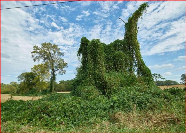 kudzu