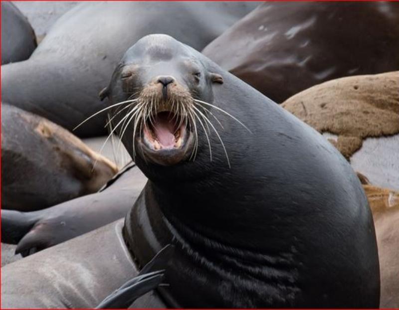 NextImg:Tantalizing tidbits: Five news stories about leftists, and sea lions, acting aggressively