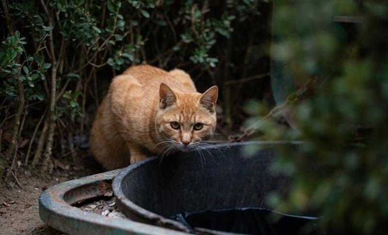 NextImg:Catty Democrats