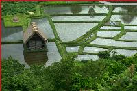 In Japan, the Liberal Democratic Party's Kabuki Over Rice