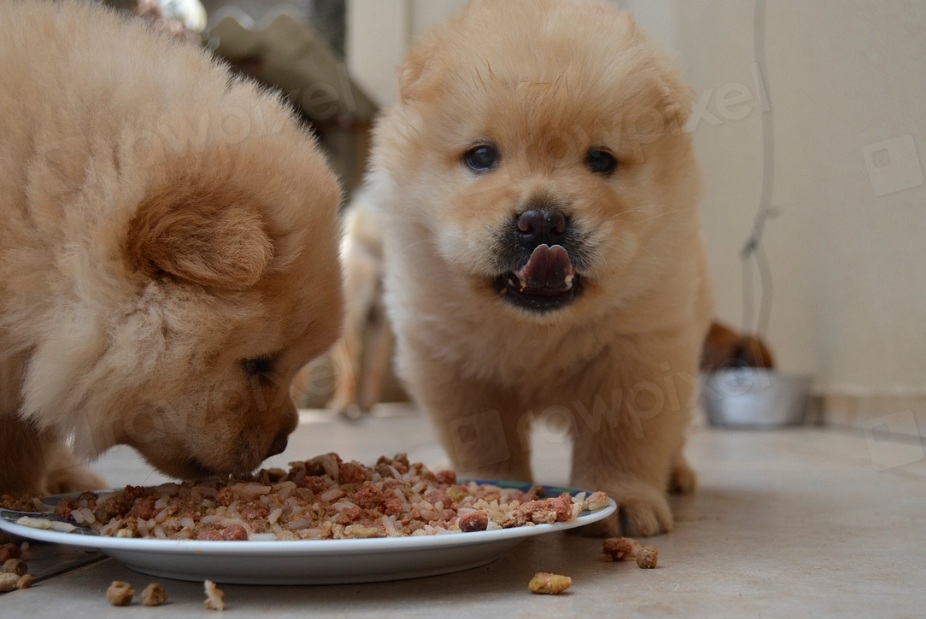 How the Chinese poison pet food