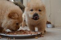How the Chinese poison pet food