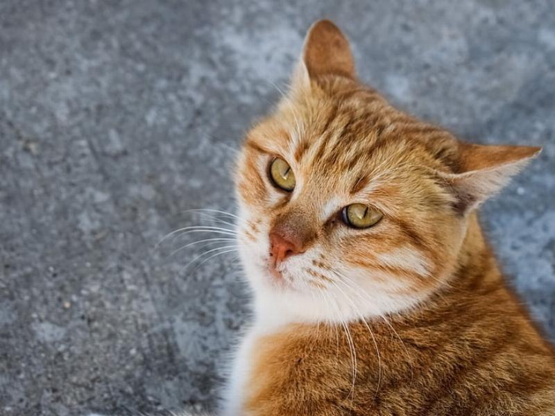 NextImg:If Trump is an alley cat, then Biden is an alley rat