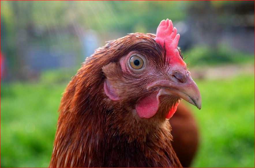 Intellectual heft: Kamala Harris puts out ad against Trump, adding only chicken noises