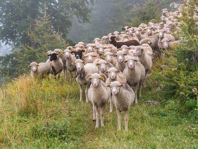 The Herd is out to trample you