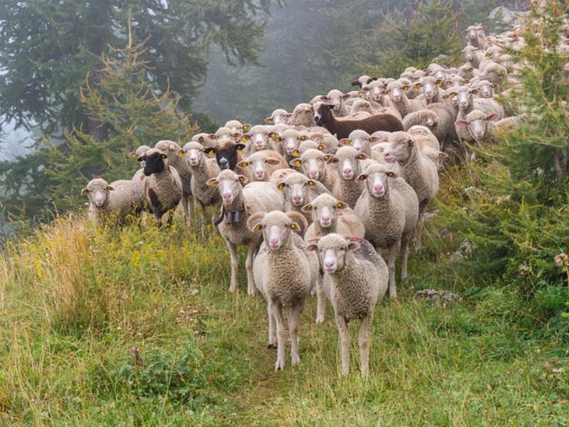 NextImg:The Herd is out to trample you