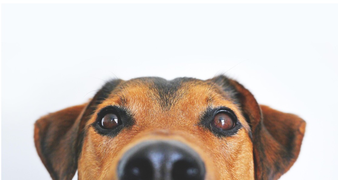 Woman dogged in England