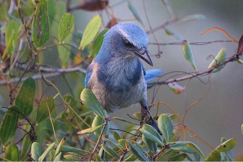 The Case of the Florida Scrub Jay Challenges the ESA’s Tyranny