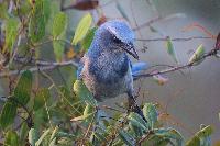 The Case of the Florida Scrub Jay Challenges the ESA’s Tyranny