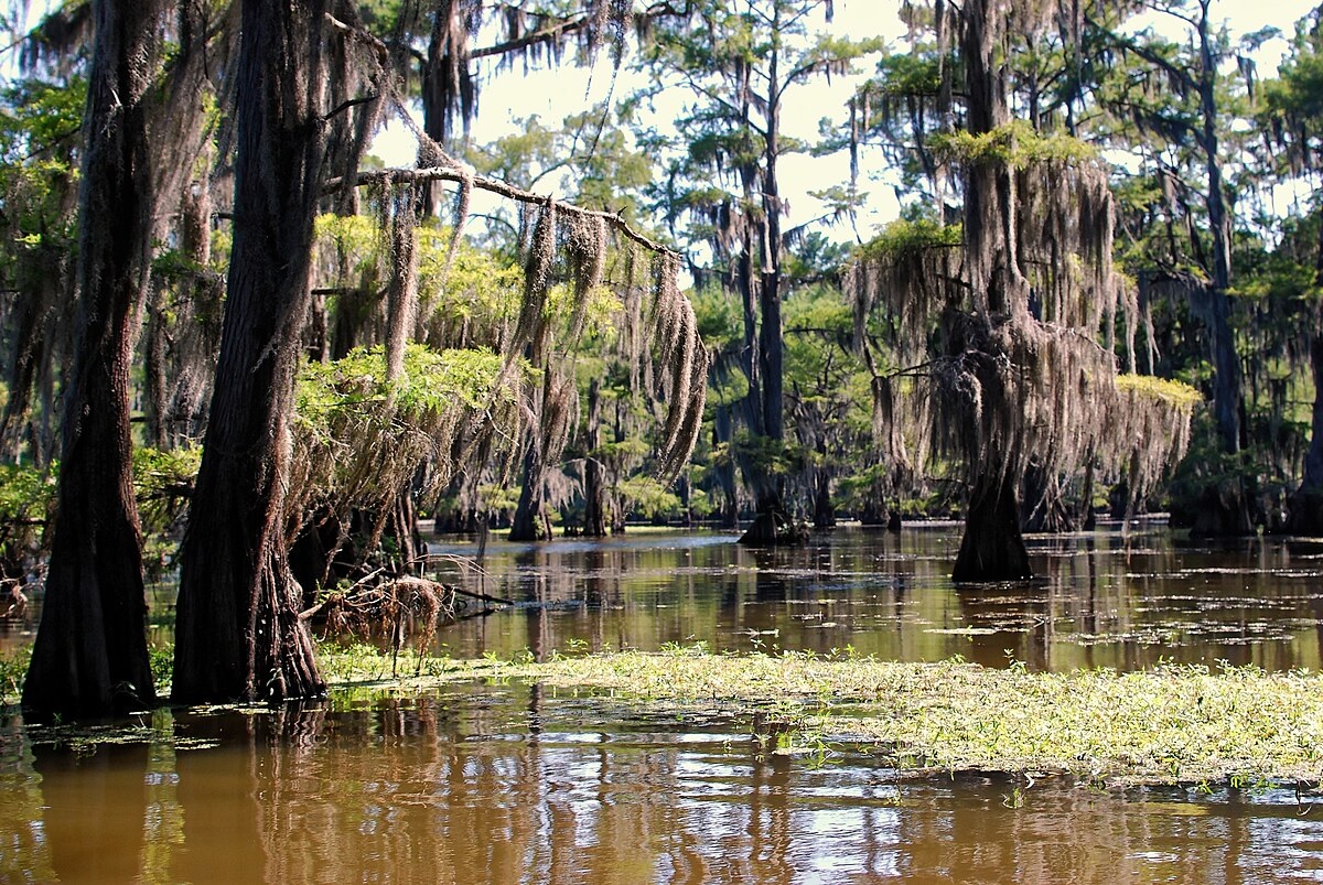 Can the Swamp be Drained?