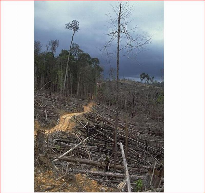 NextImg:UN climate change conference to be held in Amazon rainforest, trees sacrificed