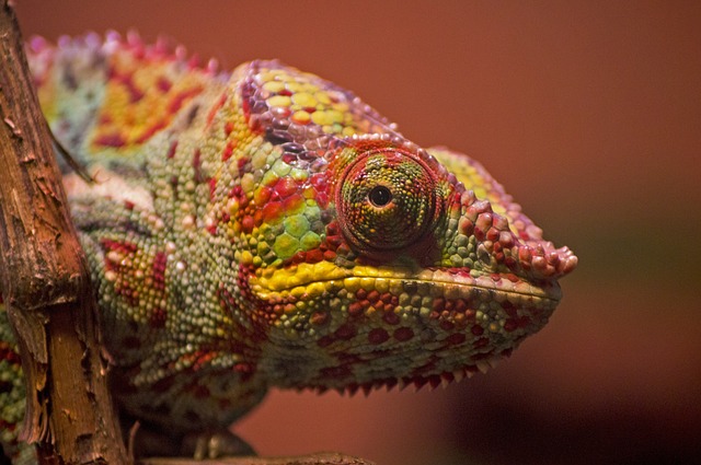 Kamala Chameleon