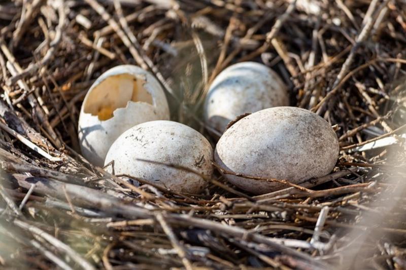 NextImg:Battle of Wits: Birds versus the Bidenites and bureaucrats