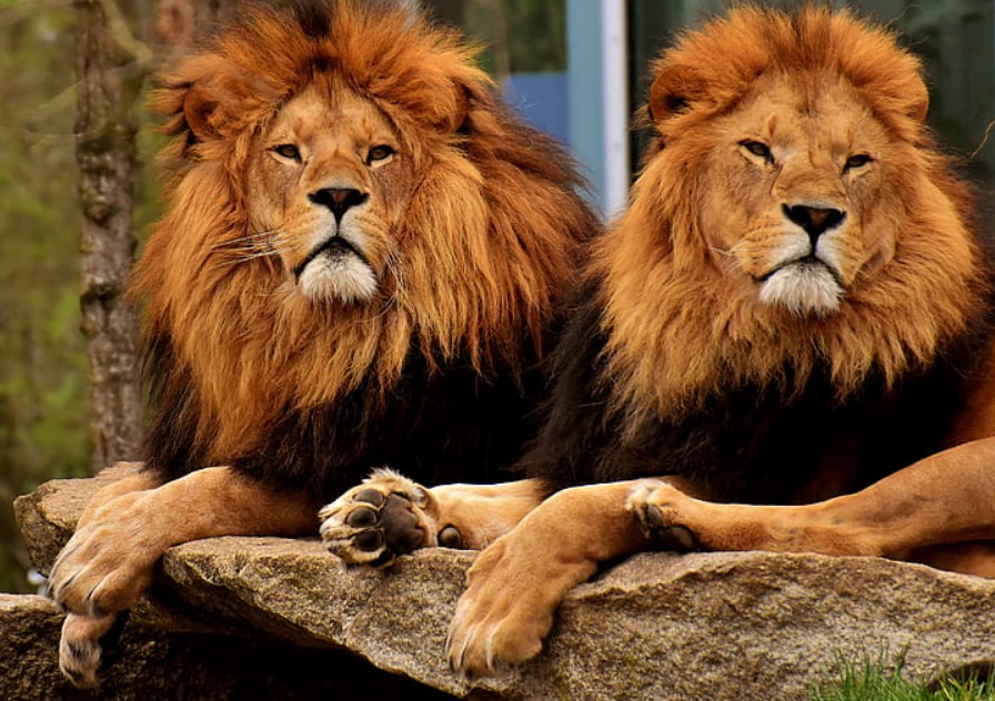 How Ben Shapiro anticipated Charlie Kirk’s assassination