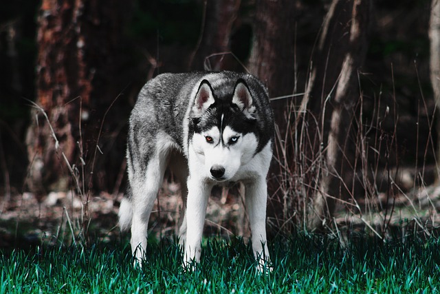 Democrats: The Huskies of politics