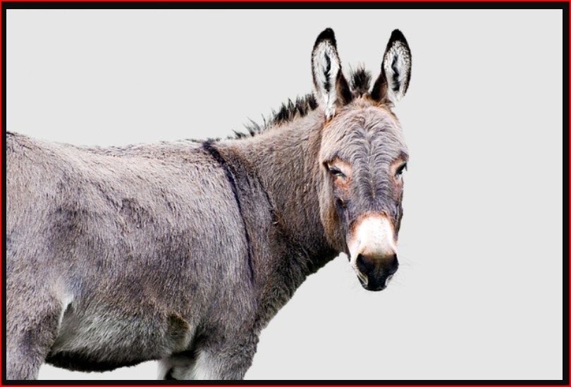 Stupiditywatch: The confederacy of dunces on the left who wish Trump dead