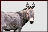 Stupiditywatch: The confederacy of dunces on the left who wish Trump dead