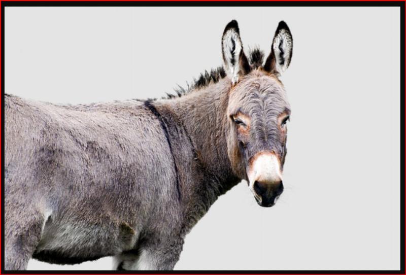 NextImg:Stupiditywatch: The confederacy of dunces on the left who wish Trump dead