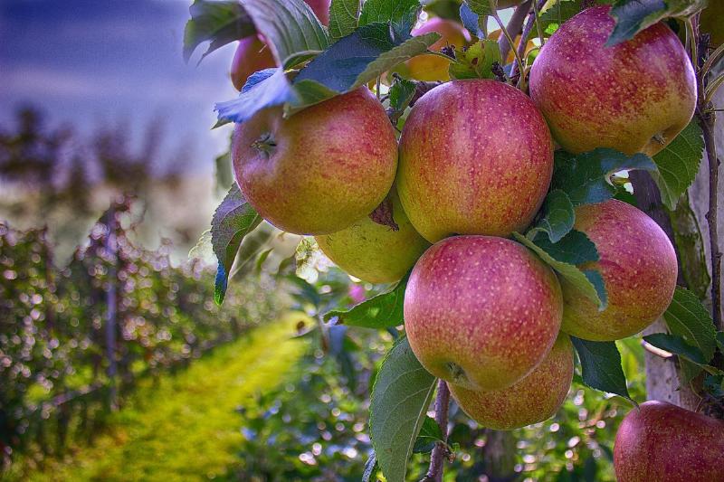 NextImg:The fruitful results of increasing CO2