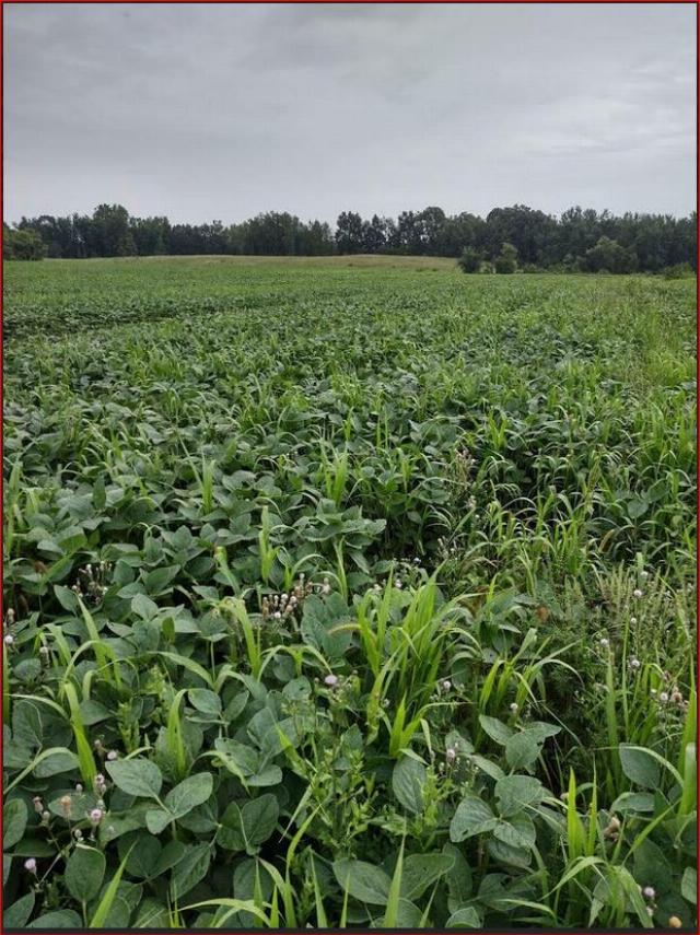 Amy's organic farm in Michigan