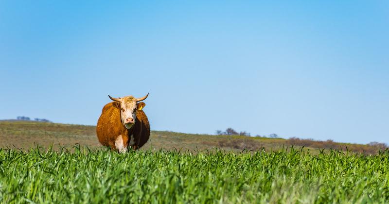 NextImg:Paper exposes pseudoscience behind methane war on farmers