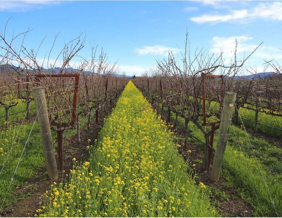 Bureaucrats descend like locusts onto California's famed Napa Valley winemakers -report