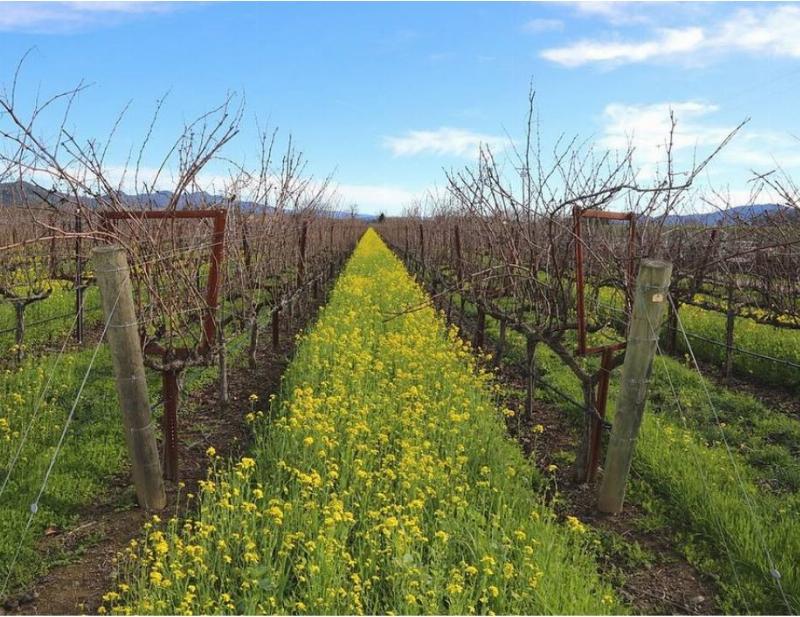 NextImg:Bureaucrats descend like locusts onto California's famed Napa Valley winemakers -report