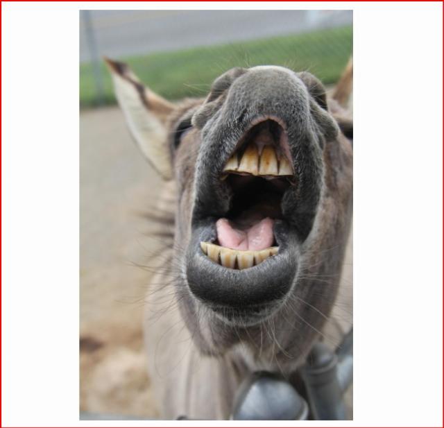 donkey teeth