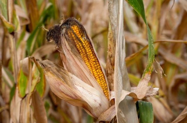 <p><em>Image via <a href="https://www.pexels.com/photo/close-up-of-ripe-corn-cob-6042263/">Pexels</a>.</em></p>